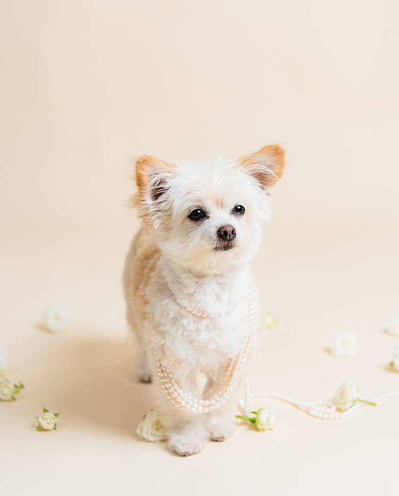 Akoya pearl necklace with diamond pave ribbon clasp