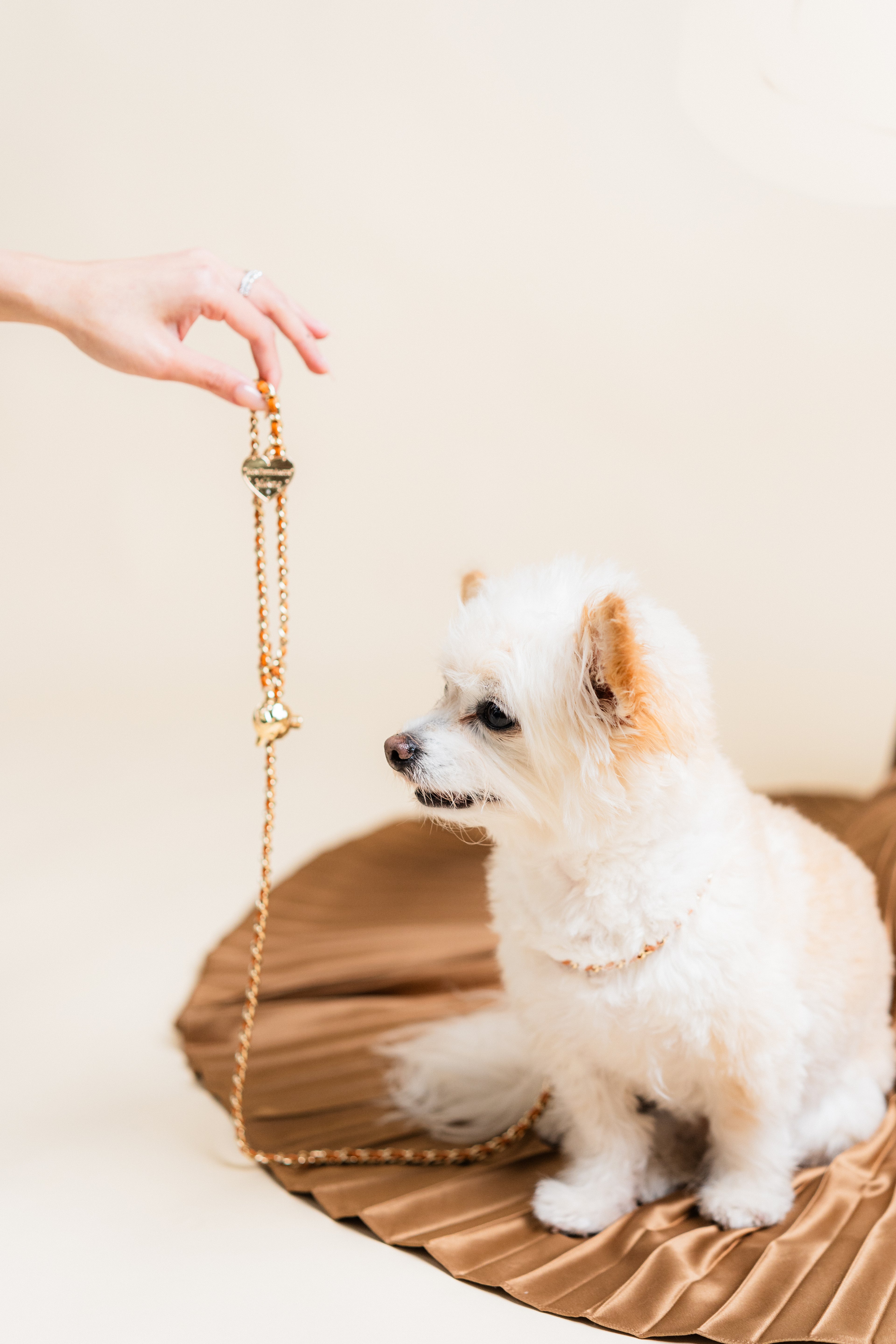 Pet fashion boutique