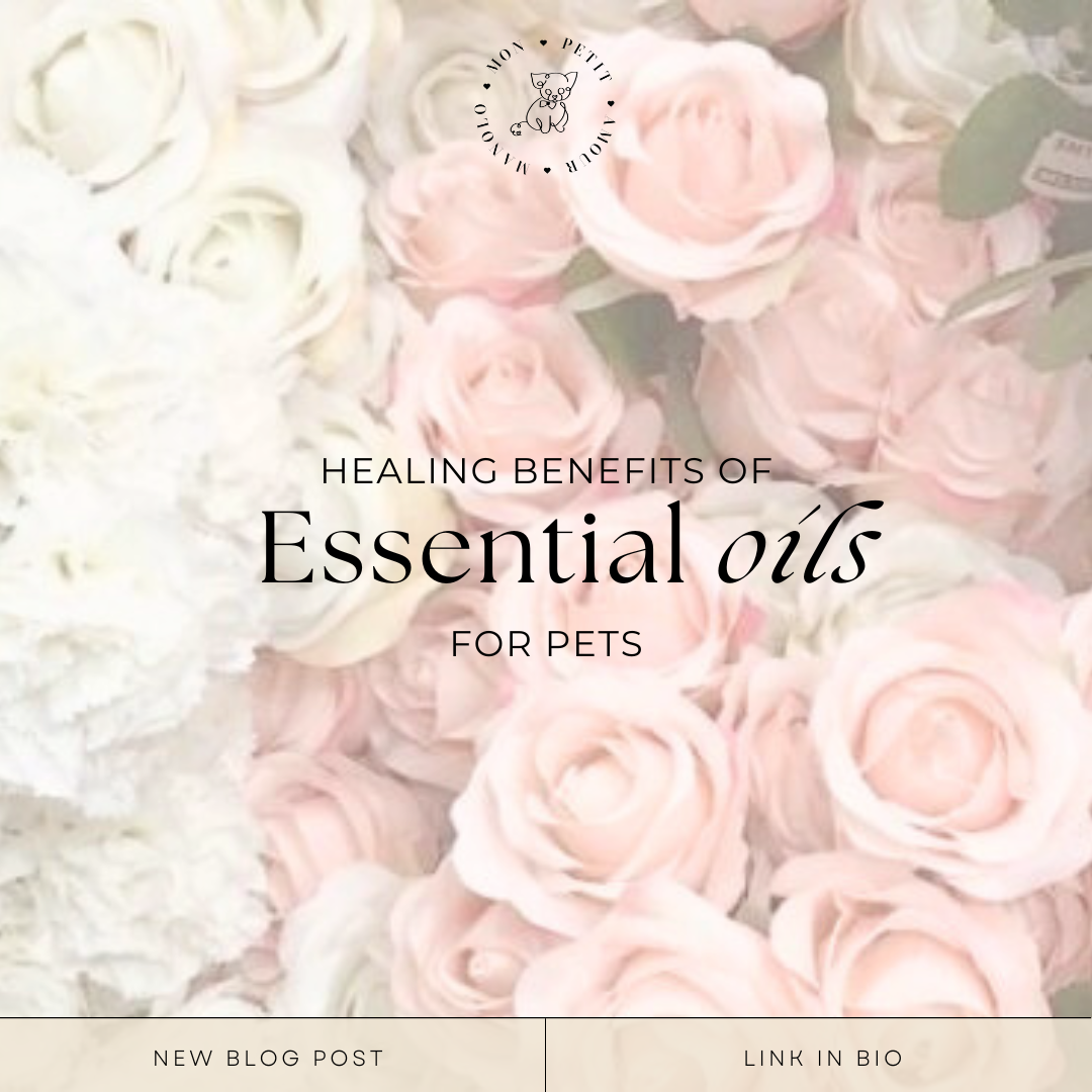 Healing Benefits of Essential Oils for Pets