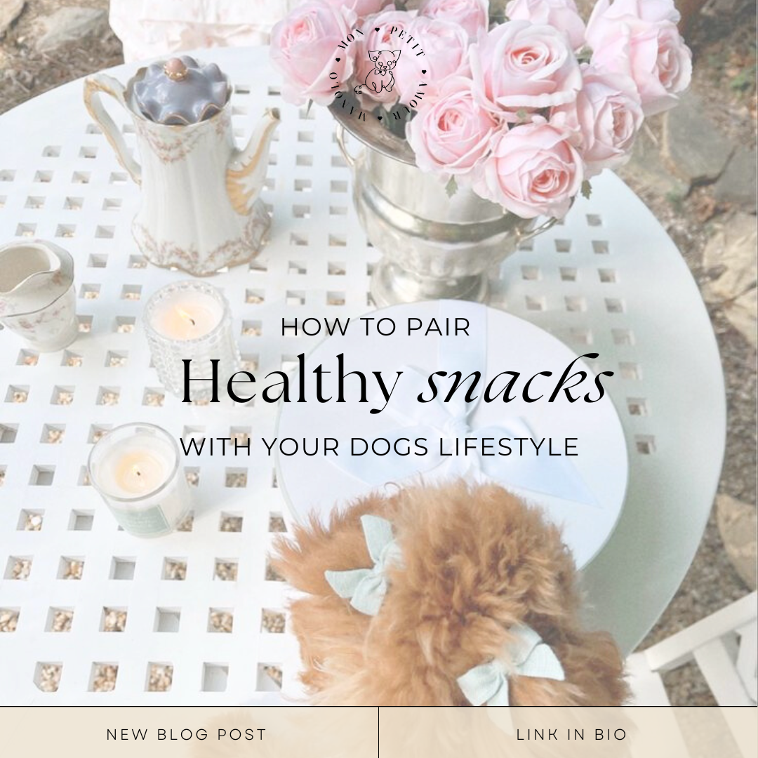 How to Pair Healthy Snacks with Your Dog’s Lifestyle