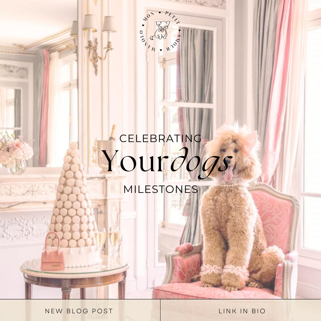 Celebrating Your Dog’s Milestones: Luxury Ideas for Special Occasions