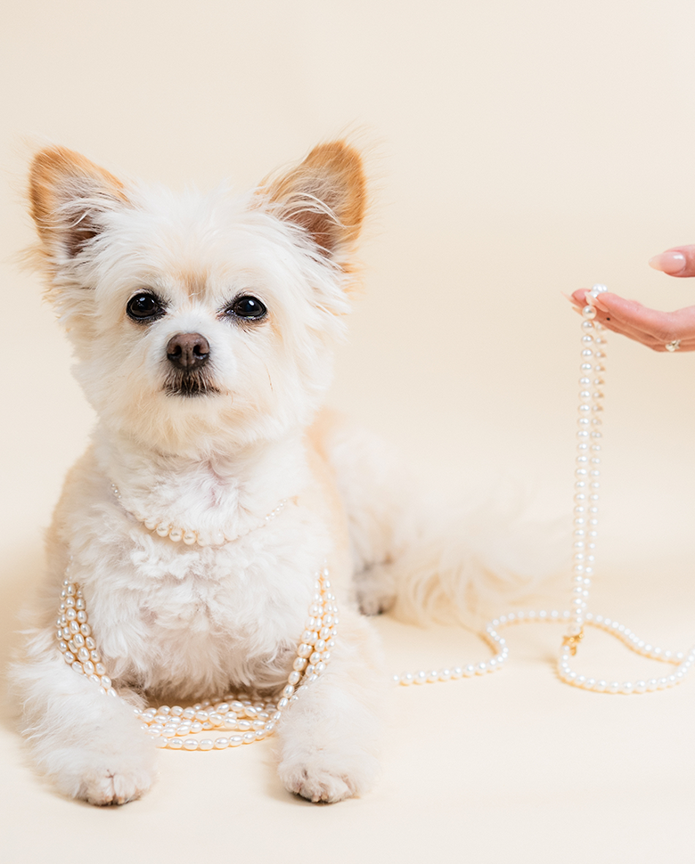 Akoya Pearl Lead with pave diamond clasp